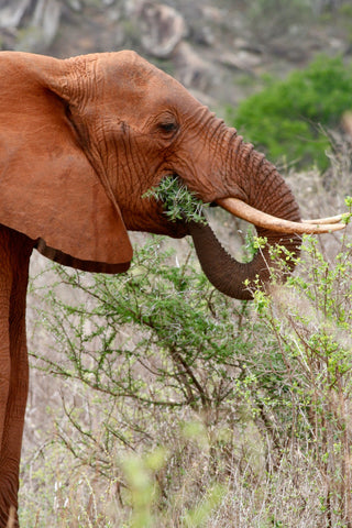 (African Elephant eating in Kenya - Image by Christopher Chilton from Pixabay) 