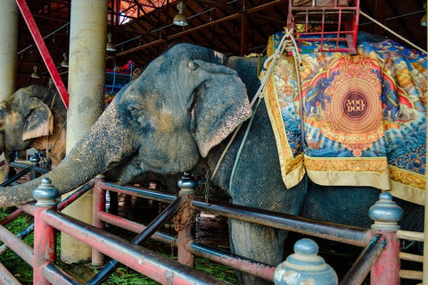 Asian-elephants-giving-rides-to-tourists