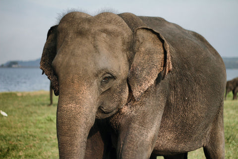 Asian Elephant - photo by jessica-knowlden