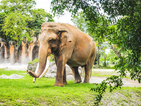 Asian Elephant - Photo by energepic.com from Pexels