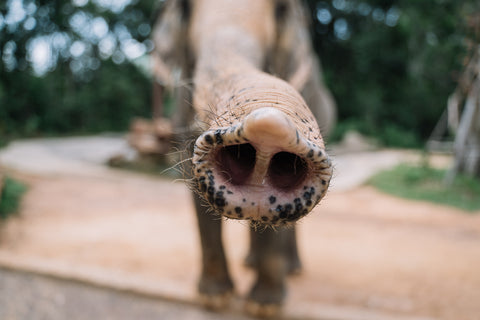 Asian Elephant Trunk - Photo by Anna Tarazevich from Pexels