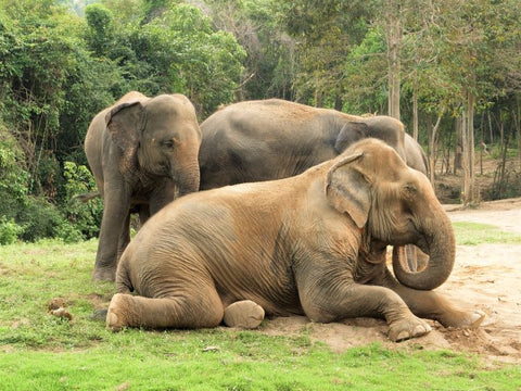Asian Elephants Relaxing - Photo by Katie Hollamby