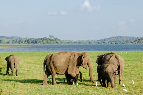 Asian elephants grazing in the wild - Photo by pen_ash, pixabay