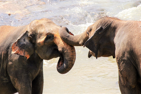 Asian Elephants Saying Hello with their Trunks - Image by pen_ash