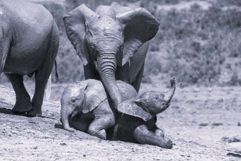 elephant mama and her babies