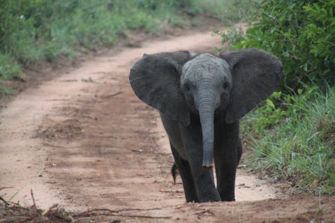 Baby-Elephant-walking-alone_Mike