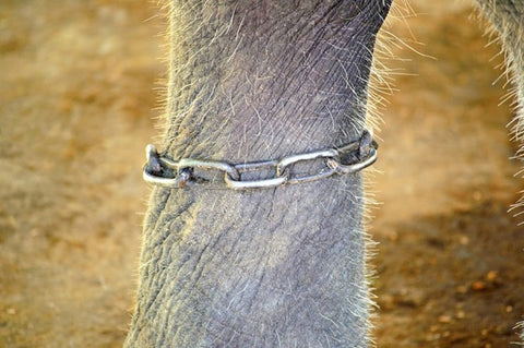 Baby Elephant in chains Photo by Nuzree - Pixabay