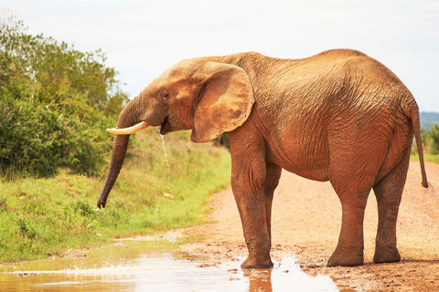 Beautiful elephant at the watering hole in Africa_Photo by Wolfgang Hasselmann on Unsplash
