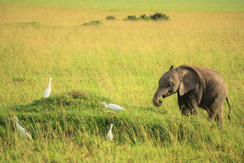 Cute Baby Elephant with White Birds_Photo by Julie Wolpers on Unsplash
