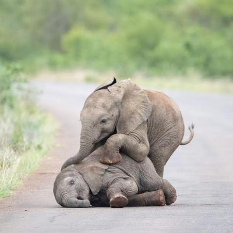 Cute Elephant-Sibling-Wrestling