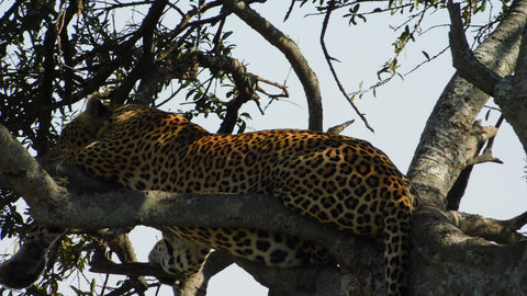 Leopard resting on a tree in Africa_Elefootprints