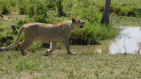 Female Lion also known as a Lioness Walking - Image by Ele Footprints