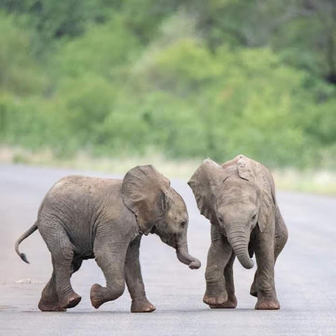 Elephant-Sibling-Charging