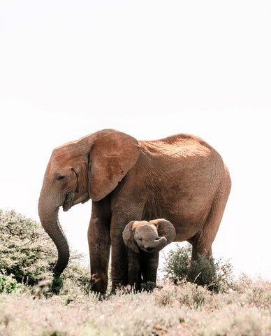 Elephant-with-baby-Photo by Rachel Claire