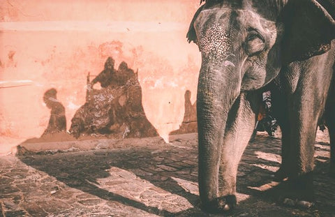 Elephant Riding Photo by  Frank Holleman - unsplash