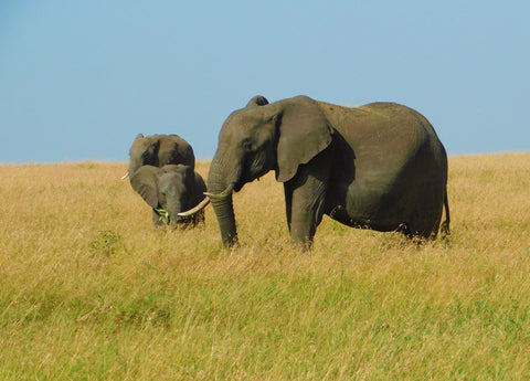 Image-Elephant-grazing-with-calf-Mila-Inspired