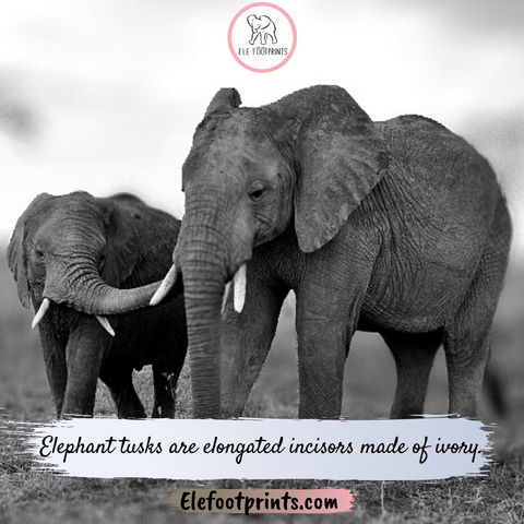Did you know that Elephant tusks are elongated incisors made of ivory? - Elefootprints