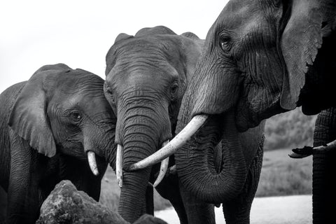 Elephants-with-tusks-in-a-meeting-pexels-bisakha-datta