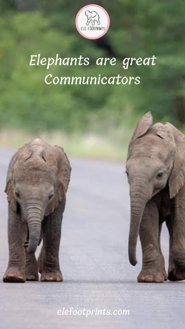 Elephants are great communicators_Elefootprints