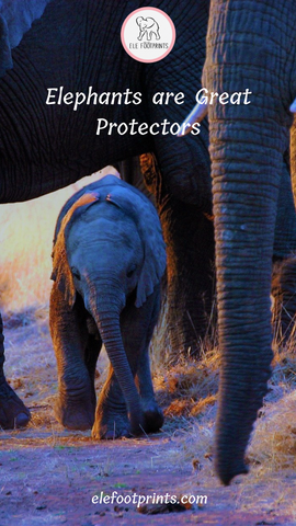 Elephants are great protectors_Elefootprints