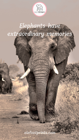 Elephants have Extraordinary Memories