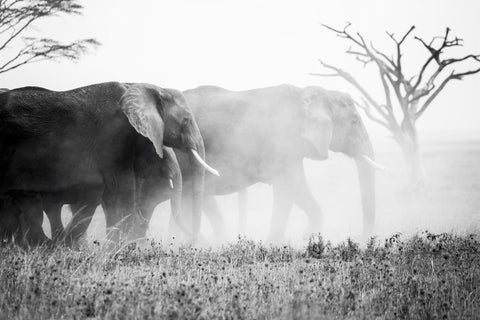 Elephants in the Fog Photo by Leif Blessing from Pexels