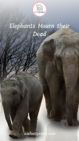 Elephants mourn their dead