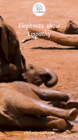 Elephants show Empathy