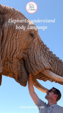 Elephants understand human body language