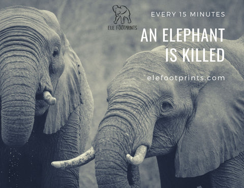 Every 15 minutes an elephant