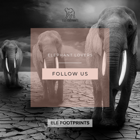 Ele Footprints Elephants Walking