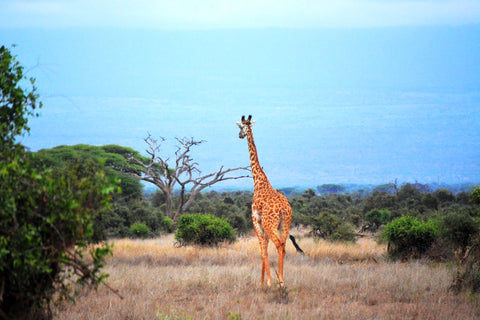 Giraffe-walking-away-in-the-wild