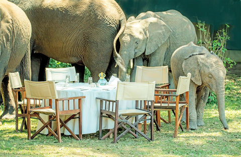 Have dinner with elephants_Photo by David Clode on Unsplash