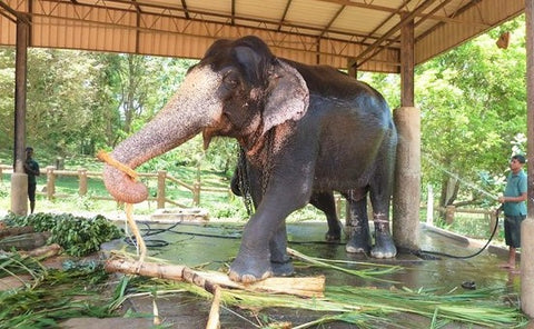 Indian Elephant being Bathed - Photo by absrung - pixabay