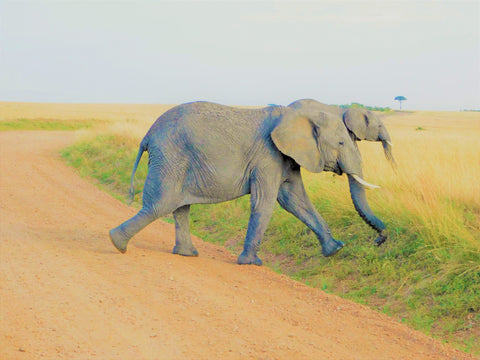 Kenyan-Elephants-Walking-in-Maasai-Mara-elefootprints