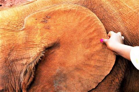Large African Elephant Ear - Vessels in African Elephant Ear