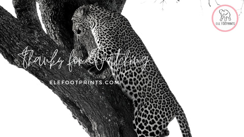 Leopard climbing a tree in Kenya_Elefootprints