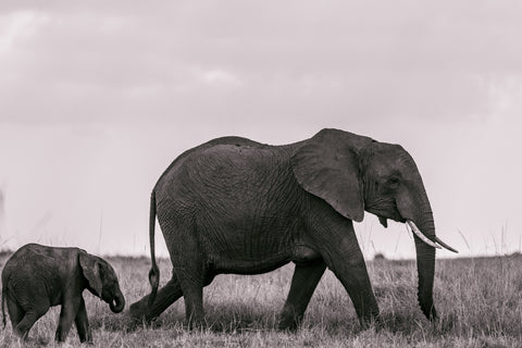 Mama and Baby Elephants Walking - Photo by Antony Trivet from Pexels