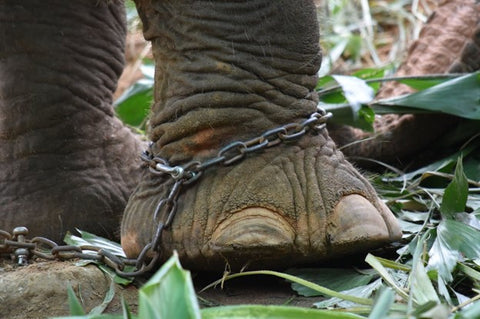 Photo of Chained Baby Elephant by Stephan Steuders - pexels