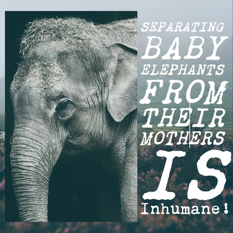 Separating baby elephants from their mothers is inhumane
