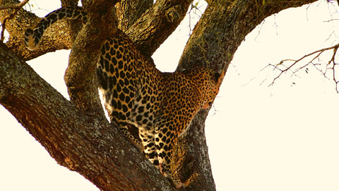 Spot the Leopard in on the tree_Elefootprints