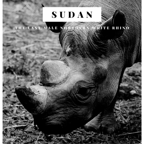 Sudan-the-last-male-northern-white-rhino
