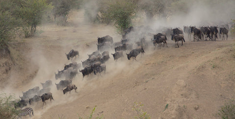 The Great Wildebeest Migration-dust