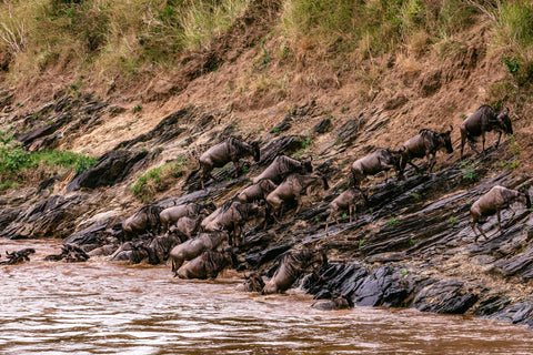 The Great Wildebeest Migration-exiting-the-Mara-river