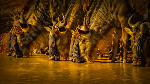 The Great Wildebeest Migration_drinking water