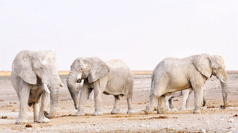 Three African Elephants -African Elephant Tuskers