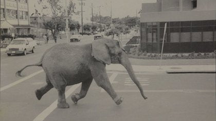 Tyke the Elephant_running
