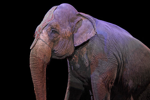 Asian Circus Elephant_Elefootprints