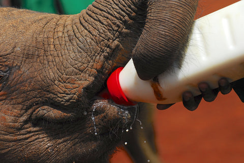 Baby elephant drinking milk - Image by Alex Strachan from Pixabay