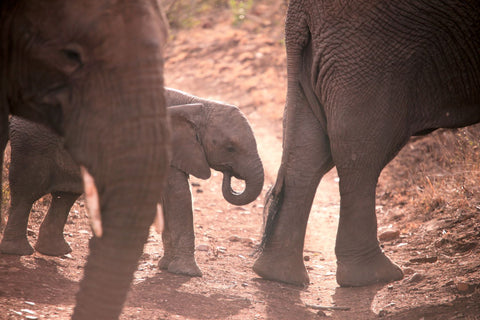 baby elephant sucking on trunk_Photo by Bernd Dittrich on Unsplash